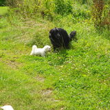 Foto van anja jordy ivan tim en ons hondje simba <3  <3