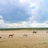 Van links naar rechts: Twinko, Roxy, Marley, Raskha en Drum op het…