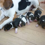 Pluto met haar 5pups ! 10dagen oud. Gisteren 4 gestorven door de hitte…