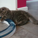 Spelen