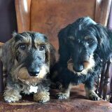 Foto van Pepijn & Otis