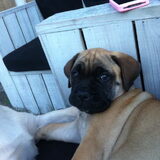 Knapperd
