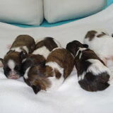 Foto van anja jordy ivan tim en ons hondje simba <3  <3
