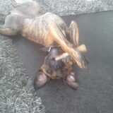 Onze doggies