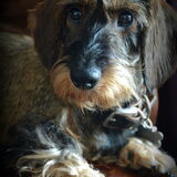 Karel