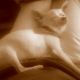 dat doe ik het liefst op je schoot liggen Spottie
