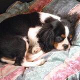 onze Bo, 3 maand oud, lekker liggen in die grote mand