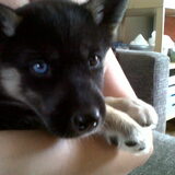 Siberische Husky pup te koop teefje met 1 blauwe en 1 bruine oog 550…