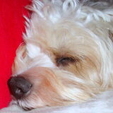 Sweet Dreams