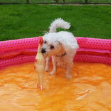 Foto van Inge, baasje van Gina, Flynn en Wobbe