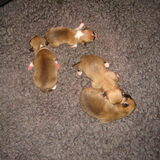 pups9/8/2012