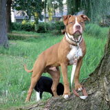 Foto van Chre & Djago & Anisa & Elvis
