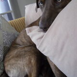 Foto van Vrouwtje van 2 honden