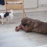 Foto van Vrouwtje van 2 honden