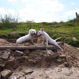 Foto van Inge, baasje van Gina, Flynn en Wobbe