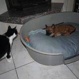 Thunder en de katten gaan goed samen..dit tegen al onze verwachtingen…