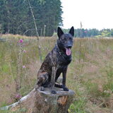 Beer (Eldorado), geboren 11 juni 2011. http://hollandseherders-storm-en…