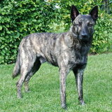 Storm (Douglas), geboren 25 maart 2010. http://hollandseherders-storm-en…