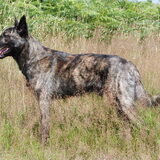 Storm (Douglas), geboren 25 maart 2010. http://hollandseherders-storm-en…