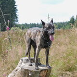 Storm (Douglas), geboren 25 maart 2010. http://hollandseherders-storm-en…