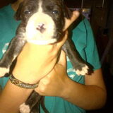 foto's 3 weken oud puppies