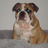 onze bulleman Kain van 14 weken..