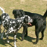 Foto van Yasmine, Perdie & Orga