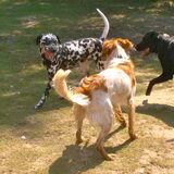 Foto van Yasmine, Perdie & Orga