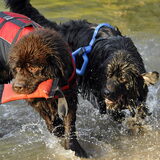 Foto van Inge, Rottweiler Nika & m'n Canadeesje(s)