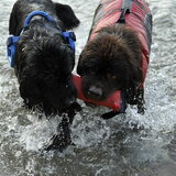 Foto van Inge, Rottweiler Nika & m'n Canadeesje(s)