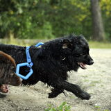Foto van Inge, Rottweiler Nika & m'n Canadeesje(s)