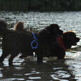 Foto van Inge, Rottweiler Nika & m'n Canadeesje(s)