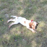 Joey in de duinen