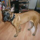 Yankee, 4 maanden oud