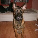 Yankee, 7 maanden