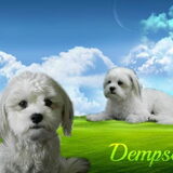 Foto van Melissa, Dempsey, Taiko, Minos & *Nina*