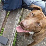 Foto van Vrouwtje van 2 honden