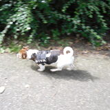 Foto van Vrouwtje van 2 honden