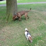 Foto van Vrouwtje van 2 honden