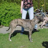 Primas met Nicole en de Whippet reu Koemba (Chance du Concour v.d…