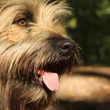 Foto van team Shadow