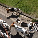 Wandelen