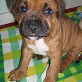Spyro als puppy