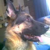 rocco +