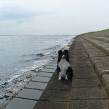 hallo, ! Bobbie- 2008- O.Schelde