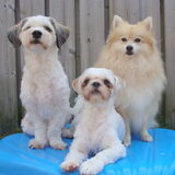 Sammy, Deva & Cloudy