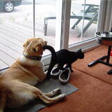 Cheffie met kitten toby