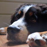 09 juli 2012 - 19 weken Lieve chillhond
