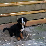13 mei 2012 - 11 weken What's up dog?! Helemaal niet vies..