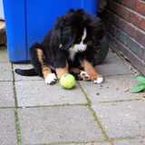 29 april 2012 - 9 weken / 2 maanden Baby Bo + bal = ?